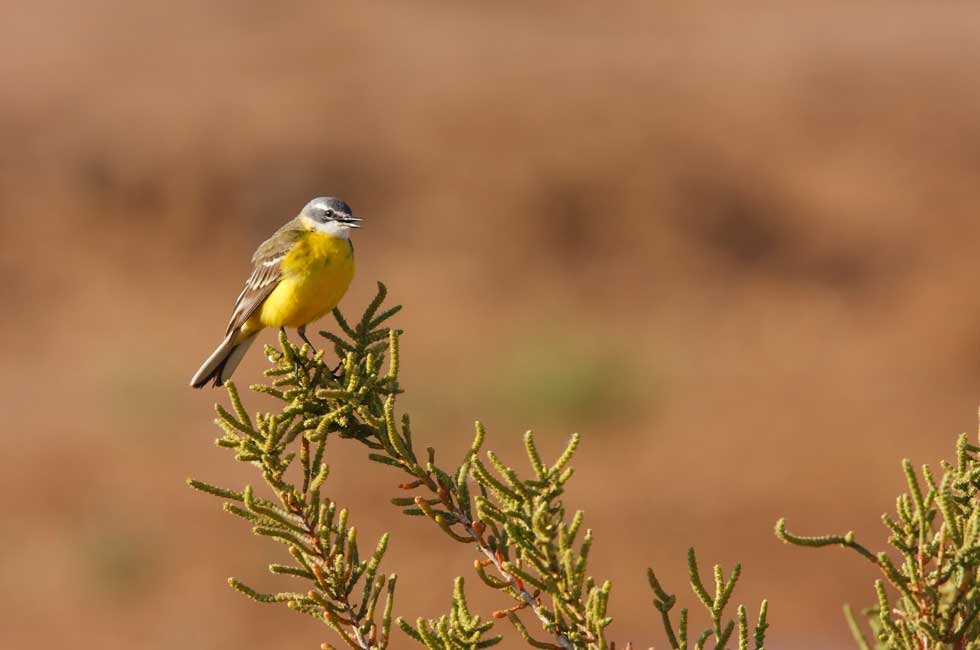 Imagen 2 de la galería de Lavandera boyera - Western Yellow Wagtail